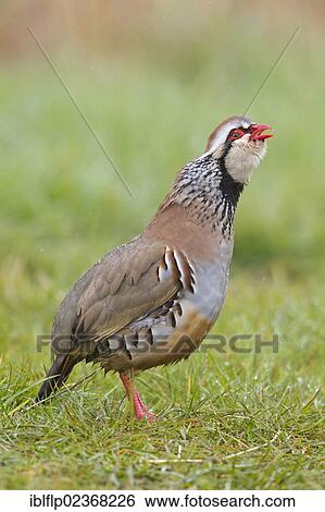 "Red-legged Partridge (Alectoris rufa), adult male, calling, standing on grass, Suffolk, England, United Kingdom, Europe" View Large Photo Image Stock Photograph - "Red-legged Partridge (Alectoris rufa), adult male, calling, standing on grass, Suffolk, England, United Kingdom, Europe". Fotosearch