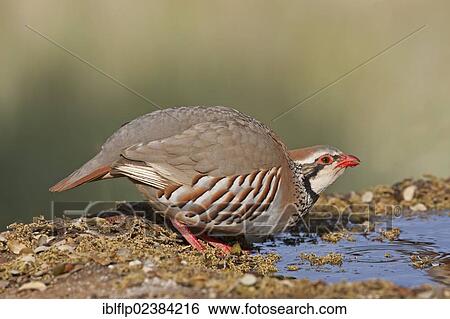 "Red-legged Partridge (Alectoris rufa), adult, drinking at pool, Castilla y Leon, Spain, Europe" View Large Photo Image Stock Photograph - "Red-legged Partridge (Alectoris rufa), adult, drinking at pool, Castilla y Leon, Spain, Europe". Fotosearch