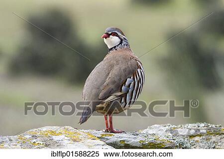 Stock Photography - Red-legged Partridge (Alectoris rufa). Fotosearch