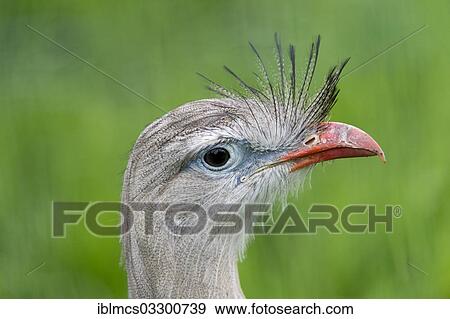 "Red-legged Seriema (Cariama cristata), portrait, captive, West Coast Park, Sankt Peter-Ording, Eiderstedt, North Frisia, Schleswig-Holstein, Germany, Europe" View Large Photo Image Stock Photo - "Red-legged Seriema (Cariama cristata), portrait, captive, West Coast Park, Sankt Peter-Ording, Eiderstedt, North Frisia, Schleswig-Holstein, Germany, Europe". Fotosearch