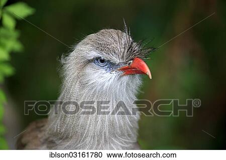 "Red-legged Seriema or Crested Cariama (Cariama cristata), adult, portrait, native to South America, captive, Apeldoorn, Gelderland, The Netherlands, Europe" View Large Photo Image Stock Image - "Red-legged Seriema or Crested Cariama (Cariama cristata), adult, portrait, native to South America, captive, Apeldoorn, Gelderland, The Netherlands, Europe". Fotosearch
