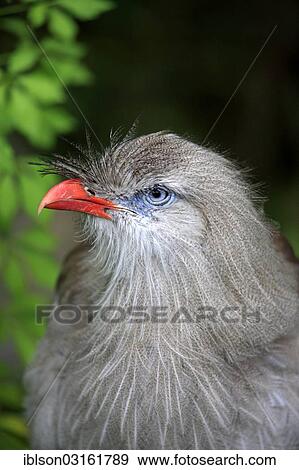 "Red-legged Seriema or Crested Cariama (Cariama cristata), adult, portrait, native to South America, captive, Apeldoorn, Gelderland, The Netherlands, Europe" View Large Photo Image Stock Photo - "Red-legged Seriema or Crested Cariama (Cariama cristata), adult, portrait, native to South America, captive, Apeldoorn, Gelderland, The Netherlands, Europe". Fotosearch