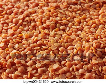 "Red lentils, organic lenses" View Large Photo Image Stock Photo - "Red lentils, organic lenses". Fotosearch