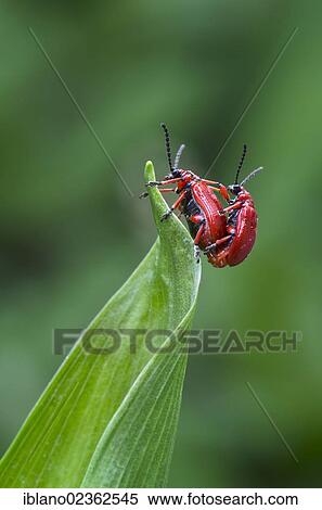 "Red lily beetle (Lilioceris merdigera), Schwaz, Tyrol, Austria, Europe" View Large Photo Image Stock Photography - "Red lily beetle (Lilioceris merdigera), Schwaz, Tyrol, Austria, Europe". Fotosearch