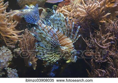 "Red Lionfish (Pterois volitans) in an aquarium, captive, Nuremberg Zoo, Nuremberg, Bavaria, Germany, Europe" View Large Photo Image Stock Photography - "Red Lionfish (Pterois volitans) in an aquarium, captive, Nuremberg Zoo, Nuremberg, Bavaria, Germany, Europe". Fotosearch