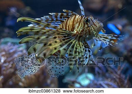 "Red Lionfish (Pterois volitans) in the aquarium of Nuremberg Zoo, Nuremberg, Middle Franconia, Bavaria, Germany, Europe" View Large Photo Image Stock Photo - "Red Lionfish (Pterois volitans) in the aquarium of Nuremberg Zoo, Nuremberg, Middle Franconia, Bavaria, Germany, Europe". Fotosearch