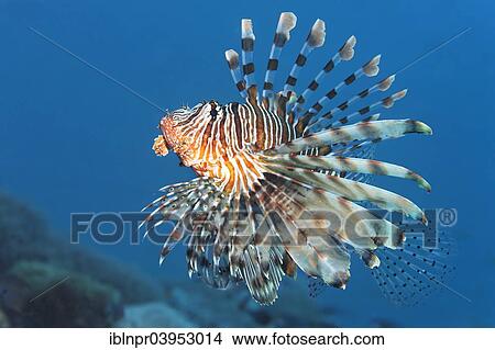 "Red Lionfish (Pterois volitans), Makadi Bay, Red Sea, Hurghada, Egypt, Africa" View Large Photo Image Picture - "Red Lionfish (Pterois volitans), Makadi Bay, Red Sea, Hurghada, Egypt, Africa". Fotosearch