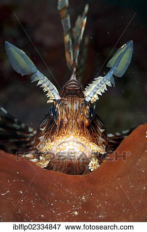 "Red Lionfish (Pterois volitans), adult, close-up of head, on sponge, Manado, Northeast Sulawesi, Indonesia, Southeast Asia, Asia" View Large Photo Image Stock Photo - "Red Lionfish (Pterois volitans), adult, close-up of head, on sponge, Manado, Northeast Sulawesi, Indonesia, Southeast Asia, Asia". Fotosearch
