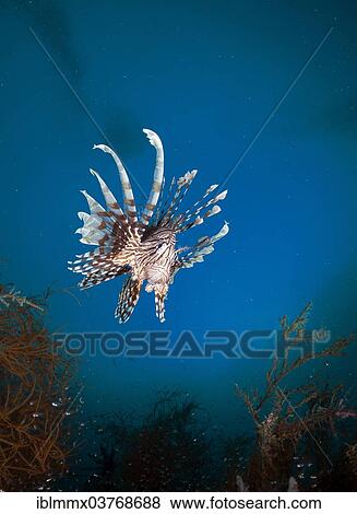 "Red Lionfish (Pterois volitans), Palawan, Mimaropa, Philippines, Asia" View Large Photo Image Stock Photo - "Red Lionfish (Pterois volitans), Palawan, Mimaropa, Philippines, Asia". Fotosearch