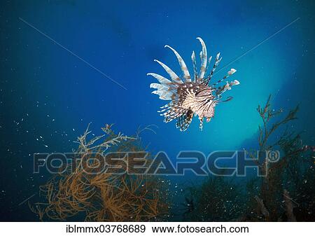 "Red Lionfish (Pterois volitans), Palawan, Mimaropa, Philippines, Asia" View Large Photo Image Stock Photo - "Red Lionfish (Pterois volitans), Palawan, Mimaropa, Philippines, Asia". Fotosearch