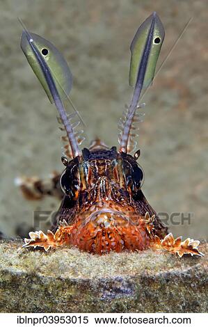 "Red Lionfish (Pterois volitans) looking out of an amphora, Makadi Bay, Red Sea, Hurghada, Egypt, Africa" View Large Photo Image Stock Photography - "Red Lionfish (Pterois volitans) looking out of an amphora, Makadi Bay, Red Sea, Hurghada, Egypt, Africa". Fotosearch