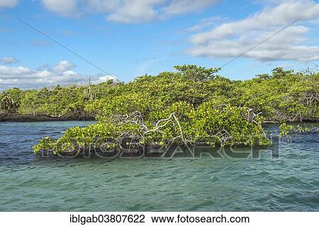 "Red Mangrove (Rhizophora mangle), Santa Cruz Island, Galapagos Islands, Ecuador, South America" View Large Photo Image Stock Image - "Red Mangrove (Rhizophora mangle), Santa Cruz Island, Galapagos Islands, Ecuador, South America". Fotosearch