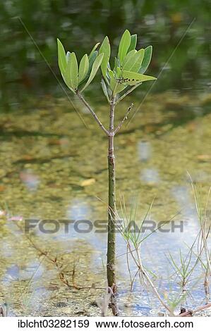 "Red Mangrove (Rhizophora mangle), Sanibel Island, Florida, United States, North America" View Large Photo Image Stock Photo - "Red Mangrove (Rhizophora mangle), Sanibel Island, Florida, United States, North America". Fotosearch