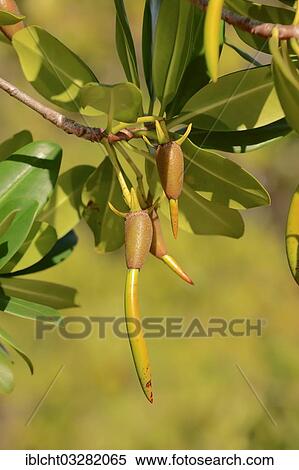 "Red Mangrove (Rhizophora mangle), twig with seedlings, Sanibel Island, Florida, United States, North America" View Large Photo Image Stock Photography - "Red Mangrove (Rhizophora mangle), twig with seedlings, Sanibel Island, Florida, United States, North America". Fotosearch