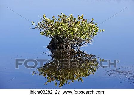 "Red Mangrove (Rhizophora mangle), with reflections in the water, Merritt Island, Florida, United States, North America" View Large Photo Image Stock Photo - "Red Mangrove (Rhizophora mangle), with reflections in the water, Merritt Island, Florida, United States, North America". Fotosearch
