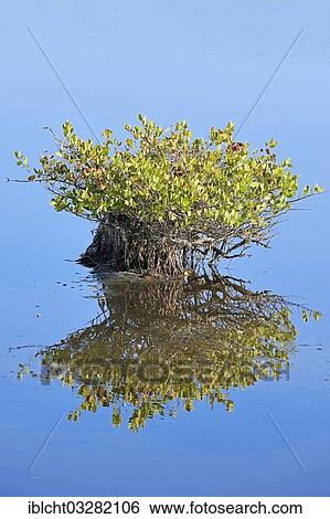 "Red Mangrove (Rhizophora mangle), with reflections in the water, Merritt Island, Florida, United States, North America" View Large Photo Image Stock Photograph - "Red Mangrove (Rhizophora mangle), with reflections in the water, Merritt Island, Florida, United States, North America". Fotosearch