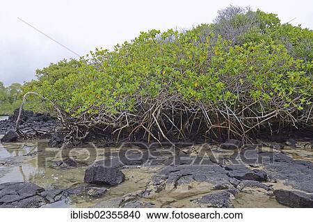 "Red mangroves (Rhizophora mangle), Isabela Island, Galapagos Islands, UNESCO World Heritage Site, Ecuador, South America" View Large Photo Image Stock Image - "Red mangroves (Rhizophora mangle), Isabela Island, Galapagos Islands, UNESCO World Heritage Site, Ecuador, South America". Fotosearch