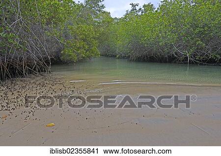 "Red mangroves (Rhizophora mangle), Isabela Island, Galapagos Islands, UNESCO World Heritage Site, Ecuador, South America" View Large Photo Image Stock Image - "Red mangroves (Rhizophora mangle), Isabela Island, Galapagos Islands, UNESCO World Heritage Site, Ecuador, South America". Fotosearch