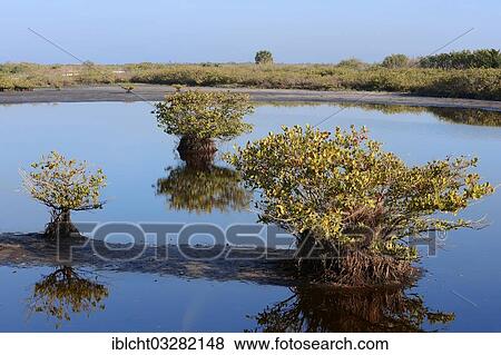 "Red mangroves (Rhizophora mangle), Merritt Island, Florida, United States, North America" View Large Photo Image Stock Photo - "Red mangroves (Rhizophora mangle), Merritt Island, Florida, United States, North America". Fotosearch