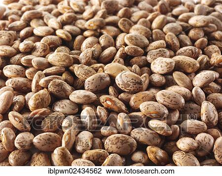 Red Mullet beans or Barbunya beans View Large Photo Image Stock Image - Red Mullet beans or Barbunya beans. Fotosearch