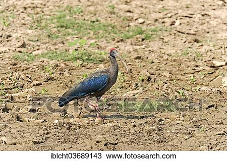 Stock Image - "Red-naped Ibis (Pseudibis papillosa), Uttar Pradesh, India, Asia". Fotosearch