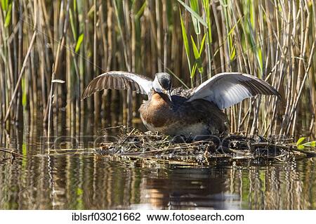 "Red-necked Grebe (Podiceps grisegena), Fehmarn, Wallnau, Schleswig-Holstein, Germany, Europe" View Large Photo Image Stock Image - "Red-necked Grebe (Podiceps grisegena), Fehmarn, Wallnau, Schleswig-Holstein, Germany, Europe". Fotosearch