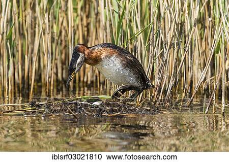 "Red-necked Grebe (Podiceps grisegena), Fehmarn, Wallnau, Schleswig-Holstein, Germany, Europe" View Large Photo Image Stock Image - "Red-necked Grebe (Podiceps grisegena), Fehmarn, Wallnau, Schleswig-Holstein, Germany, Europe". Fotosearch