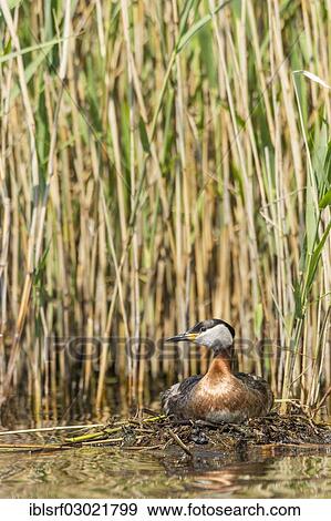"Red-necked Grebe (Podiceps grisegena), Fehmarn, Wallnau, Schleswig-Holstein, Germany, Europe" View Large Photo Image Stock Photo - "Red-necked Grebe (Podiceps grisegena), Fehmarn, Wallnau, Schleswig-Holstein, Germany, Europe". Fotosearch