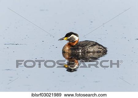 "Red-necked Grebe (Podiceps grisegena), Fehmarn, Wallnau, Schleswig-Holstein, Germany, Europe" View Large Photo Image Stock Photo - "Red-necked Grebe (Podiceps grisegena), Fehmarn, Wallnau, Schleswig-Holstein, Germany, Europe". Fotosearch