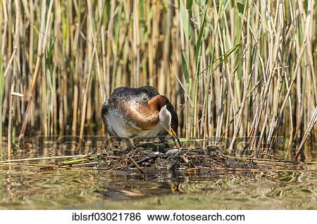 "Red-necked Grebe (Podiceps grisegena), Fehmarn, Wallnau, Schleswig-Holstein, Germany, Europe" View Large Photo Image Stock Photograph - "Red-necked Grebe (Podiceps grisegena), Fehmarn, Wallnau, Schleswig-Holstein, Germany, Europe". Fotosearch
