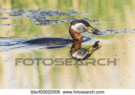 "Red-necked Grebe (Podiceps grisegena), Fehmarn, Wallnau, Schleswig-Holstein, Germany, Europe" View Large Photo Image Stock Photograph - "Red-necked Grebe (Podiceps grisegena), Fehmarn, Wallnau, Schleswig-Holstein, Germany, Europe". Fotosearch