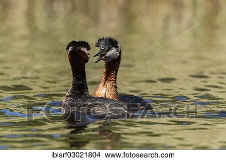 "Red-necked Grebes (Podiceps grisegena), Fehmarn, Wallnau, Schleswig-Holstein, Germany, Europe" View Large Photo Image Picture - "Red-necked Grebes (Podiceps grisegena), Fehmarn, Wallnau, Schleswig-Holstein, Germany, Europe". Fotosearch