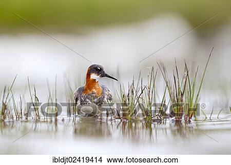Red-necked Phalarope (Phalaropus lobatus), female, Loch Funzie, Fetlar, Shetland, Scotland, United Kingdom, Europe View Large Photo Image Picture - Red-necked Phalarope (Phalaropus lobatus), female, Loch Funzie, Fetlar, Shetland, Scotland, United Kingdom, Europe. Fotosearch