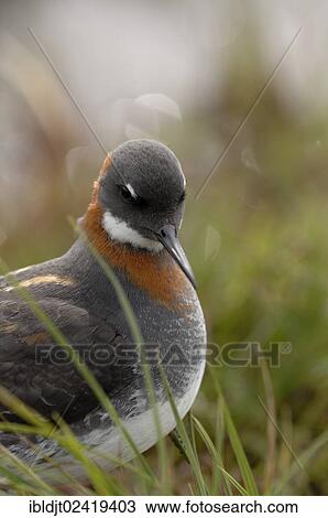 Red-necked Phalarope (Phalaropus lobatus), female at Loch Funzie, Fetlar, Shetland, Scotland, United Kingdom, Europe View Large Photo Image Stock Image - Red-necked Phalarope (Phalaropus lobatus), female at Loch Funzie, Fetlar, Shetland, Scotland, United Kingdom, Europe. Fotosearch