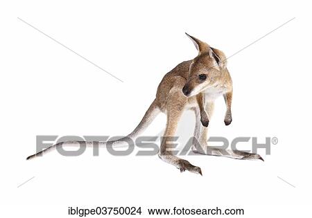 Red-Necked Wallaby (Macropus rufogriseus) View Large Photo Image Picture - Red-Necked Wallaby (Macropus rufogriseus). Fotosearch
