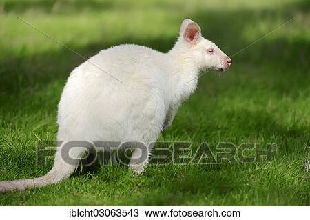 "Red-necked wallaby (Macropus rufogriseus), Tasman subspecies Bennett's Wallaby, albino, occurrence in Australia, captive, The Netherlands, Europe" View Large Photo Image Stock Image - "Red-necked wallaby (Macropus rufogriseus), Tasman subspecies Bennett's Wallaby, albino, occurrence in Australia, captive, The Netherlands, Europe". Fotosearch