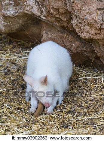 Stock Image - "Red-necked Wallaby (Macropus rufogriseus), albino, captive, Maroparque, La Palma, Spain, Europe". Fotosearch