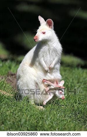 "Red-necked Wallaby (Macropus rufogriseus), albino, female with joey in the pouch, Australia, Oceania" View Large Photo Image Stock Image - "Red-necked Wallaby (Macropus rufogriseus), albino, female with joey in the pouch, Australia, Oceania". Fotosearch