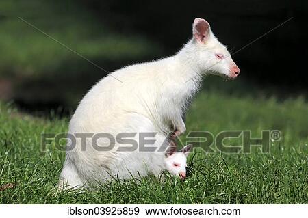 "Red-necked Wallaby (Macropus rufogriseus), albino, female with joey in the pouch, Australia, Oceania" View Large Photo Image Stock Photo - "Red-necked Wallaby (Macropus rufogriseus), albino, female with joey in the pouch, Australia, Oceania". Fotosearch