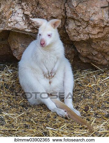 "Red-necked Wallaby (Macropus rufogriseus), albino, captive, Maroparque, La Palma, Spain, Europe" View Large Photo Image Stock Photography - "Red-necked Wallaby (Macropus rufogriseus), albino, captive, Maroparque, La Palma, Spain, Europe". Fotosearch