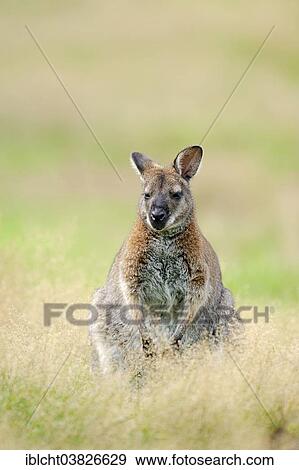 "Red-necked Wallaby or Bennett's Wallaby (Macropus rufogriseus) native to Australia, captive, Germany, Europe" View Large Photo Image Stock Photo - "Red-necked Wallaby or Bennett's Wallaby (Macropus rufogriseus) native to Australia, captive, Germany, Europe". Fotosearch