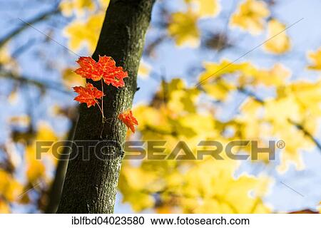 "Red, orange and yellow leaves of a maple tree in autumn, Wurzburg, Bavaria, Germany, Europe" View Large Photo Image Stock Image - "Red, orange and yellow leaves of a maple tree in autumn, Wurzburg, Bavaria, Germany, Europe". Fotosearch