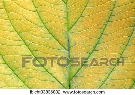 Stock Image - "Red Osier Dogwood (Cornus sericea, Cornus stolonifera), autumn leaf". Fotosearch