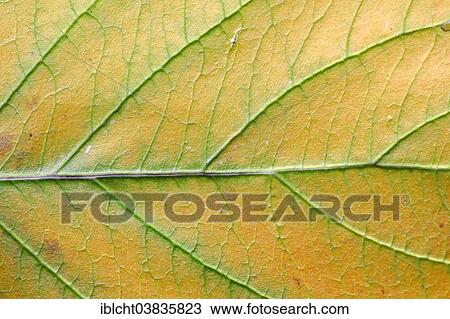 Stock Image - "Red Osier Dogwood (Cornus sericea, Cornus stolonifera), autumn leaf". Fotosearch