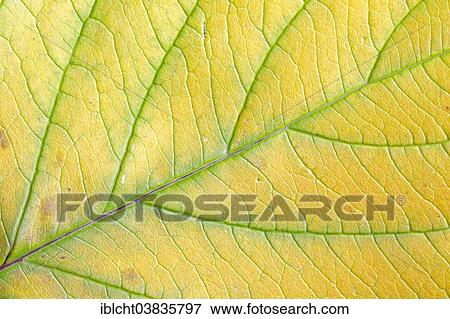 "Red Osier Dogwood (Cornus sericea, Cornus stolonifera), autumn leaf" View Large Photo Image Stock Photo - "Red Osier Dogwood (Cornus sericea, Cornus stolonifera), autumn leaf". Fotosearch