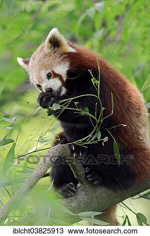 "Red Panda (Ailurus fulgens), feeding on bamboo shoots, native to China, captive, Germany, Europe" View Large Photo Image Stock Image - "Red Panda (Ailurus fulgens), feeding on bamboo shoots, native to China, captive, Germany, Europe". Fotosearch