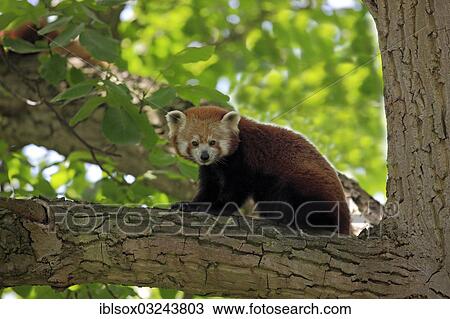 "Red Panda (Ailurus fulgens fulgens), native to China, captive, on a tree, Heidelberg, Baden-Wurttemberg, Germany, Europe" View Large Photo Image Stock Image - "Red Panda (Ailurus fulgens fulgens), native to China, captive, on a tree, Heidelberg, Baden-Wurttemberg, Germany, Europe". Fotosearch