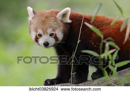 "Red Panda (Ailurus fulgens), native to China, captive, Germany, Europe" View Large Photo Image Picture - "Red Panda (Ailurus fulgens), native to China, captive, Germany, Europe". Fotosearch