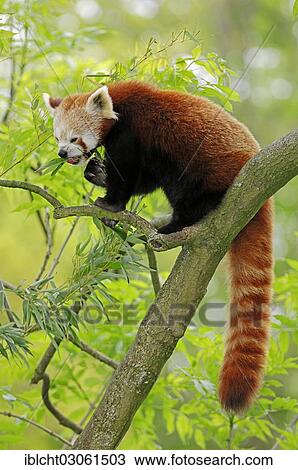 "Red panda (Ailurus fulgens), occurrence in China, captive, Germany, Europe" View Large Photo Image Stock Image - "Red panda (Ailurus fulgens), occurrence in China, captive, Germany, Europe". Fotosearch