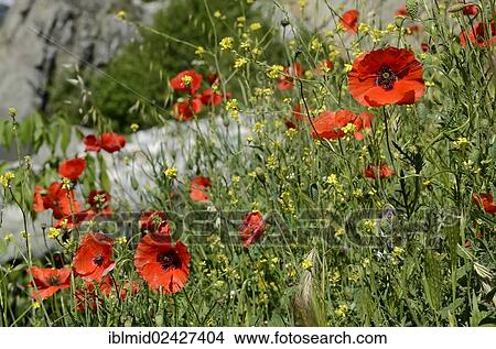 Picture - "Red Poppies (Papaver rhoeas), on the edge of a path, Ponte Leccia, Corsica, France, Europe". Fotosearch
